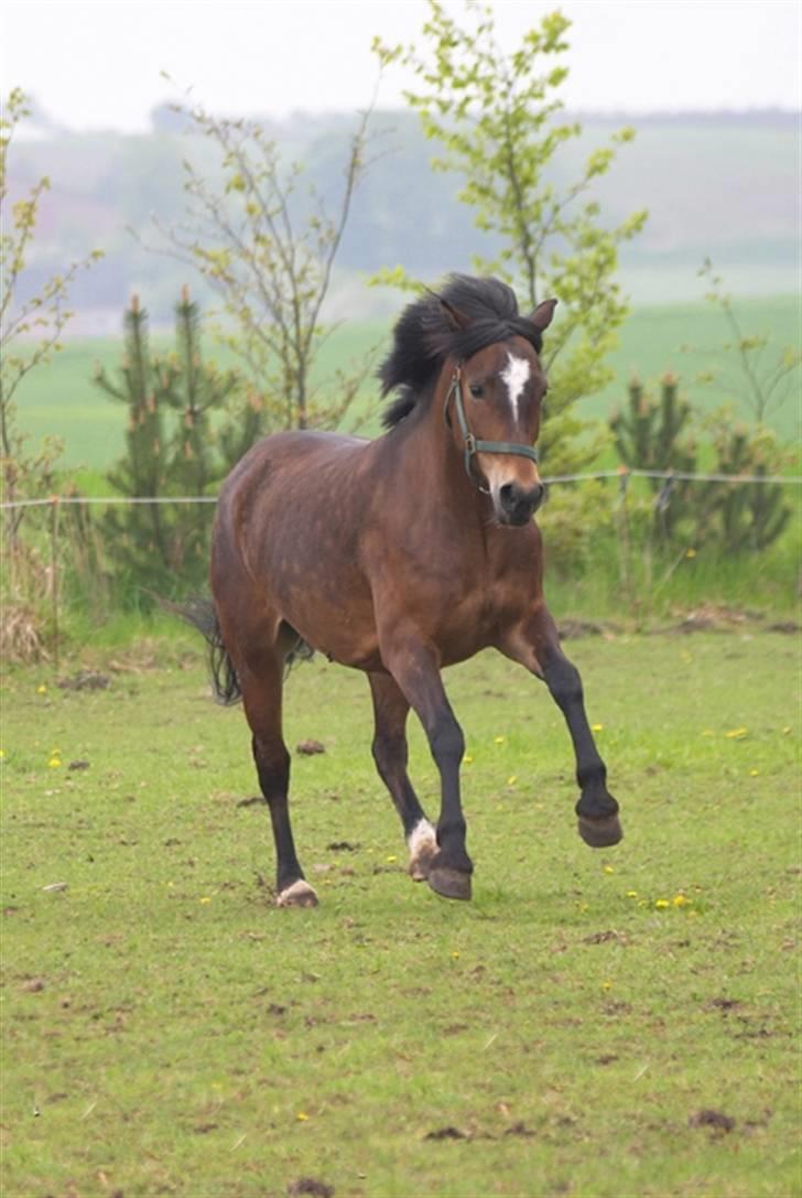 New Forest ahorns=firfod ising sugar billede 15