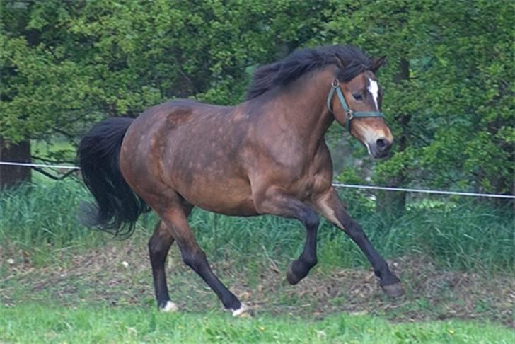 New Forest ahorns=firfod ising sugar billede 19