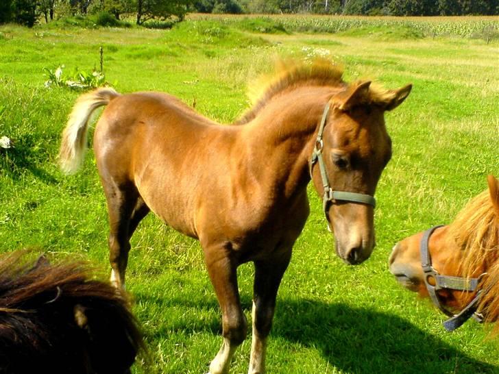 Anden særlig race Pugholm's Ferdinan - lidt pustet op :D så fin, billede 15