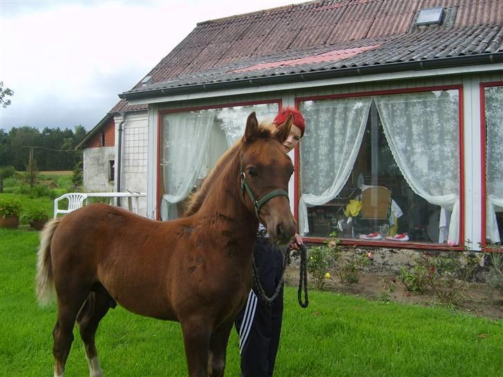 Anden særlig race Pugholm's Ferdinan - søde Ferdinan :D billede 13