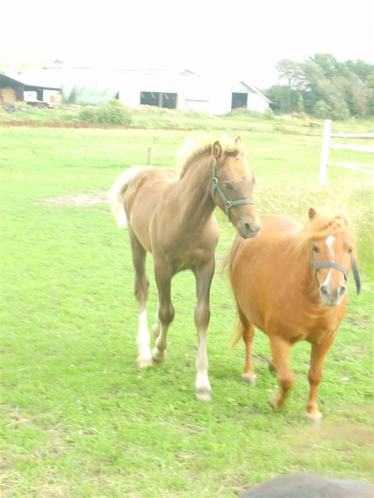 Anden særlig race Pugholm's Ferdinan - han holder de andre i form :D her går der ud over Josefine :D billede 16