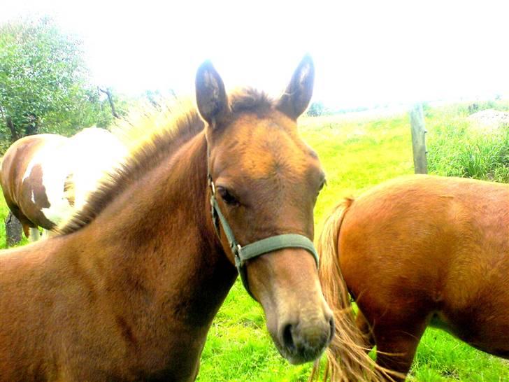 Anden særlig race Pugholm's Ferdinan - hans mærkelige overgang til at blive brun, rød som føl og så den her mellemting :D billede 14