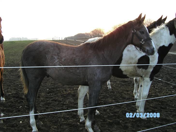 Dansk Varmblod Saxo Special - saxo 9 mdr billede 10