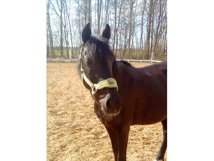 {{currentPhoto.altText}} billede {{currentPhoto.number}}