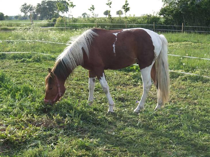 {{currentPhoto.altText}} billede {{currentPhoto.number}}