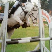 Welsh Pony (sec B) Korreborgs Henriette