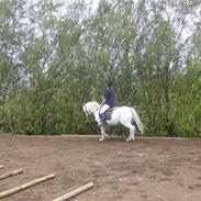 Anden særlig race Filur