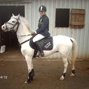 Welsh Pony (sec B) Korreborgs Henriette