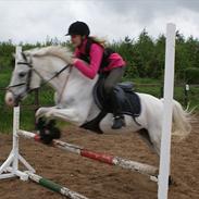 Welsh Pony (sec B) Korreborgs Henriette