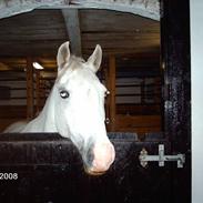 Welsh Pony (sec B) Korreborgs Henriette