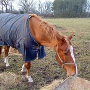 Anden særlig race Senior Lokos