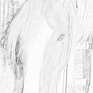 Anden særlig race Dirty dancer SOLGT