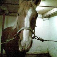 Anden særlig race Birkelunds Massey