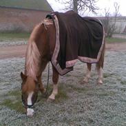 Anden særlig race Birkelunds Massey