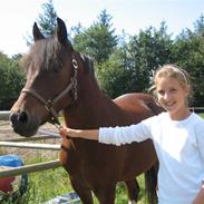 Anden særlig race Lukas