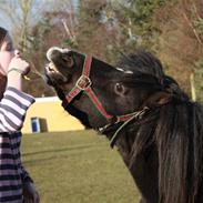 Shetlænder Rynke * RIDER *