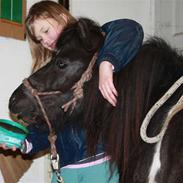 Shetlænder Rynke * RIDER *