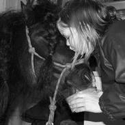 Shetlænder Rynke * RIDER *