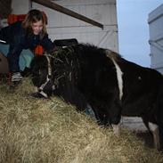 Shetlænder Rynke * RIDER *