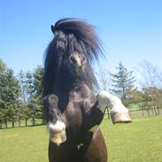 Shetlænder Rynke * RIDER *