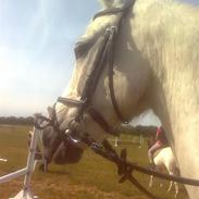 Sportsaraber (A) Silver moon<3