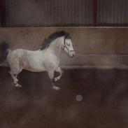 Connemara skatholm priscilla min elske pony er solgt ;-(