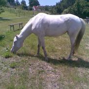 Appaloosa Amina,+R.I.P+