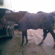 Dansk Varmblod Holmens Amanda (SOLGT)