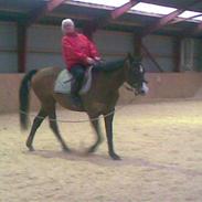 Dansk Varmblod Holmens Amanda (SOLGT)