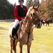Anden særlig race Bailey