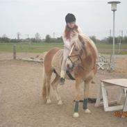 Haflinger Thor *Soulmate*