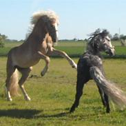 Haflinger Thor *Soulmate*