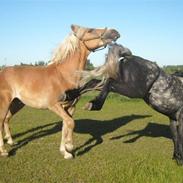 Haflinger Thor *Soulmate*