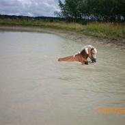 Haflinger Thor *Soulmate*