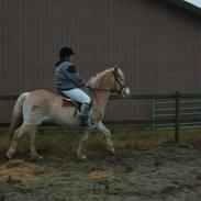 Haflinger fleur