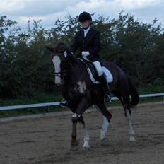 Hollandsk Varmblod Lisa