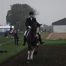 Hollandsk Varmblod Lisa