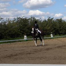 Hollandsk Varmblod Lisa