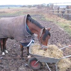 Tysk Sportspony Contrast