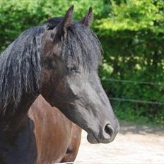 Frieser Annabell v.d. all blacks*Himmelhest*