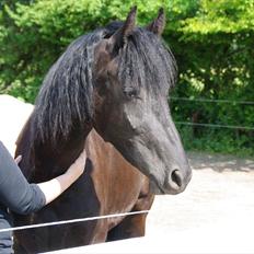 Frieser Annabell v.d. all blacks*Himmelhest*