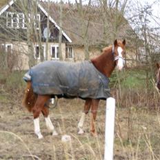 Hollandsk Varmblod Calvin