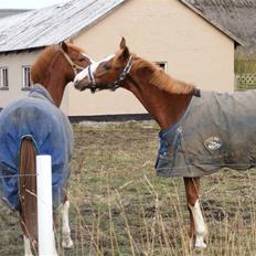 Hollandsk Varmblod Calvin