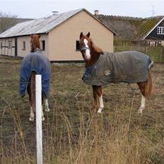 Hollandsk Varmblod Calvin