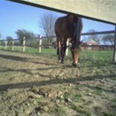 Dansk Varmblod Lennox