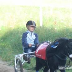 Shetlænder Bingo (gamle part)