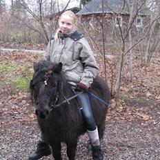 Shetlænder Bingo (gamle part)