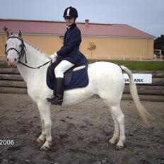 Welsh Pony (sec B) Korreborgs Henriette