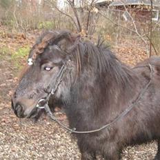 Shetlænder Bingo (gamle part)