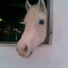 Anden særlig race Cindy